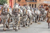 Pferde_Ritterin_Umzug